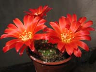 Rebutia Krainziana