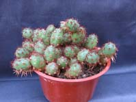 Tephrocactus ovatus