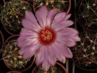 Thelocactus wagnerianus