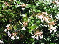 Abelia grandiflora /  