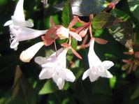 Abelia grandiflora /  