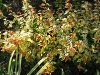 Abelia variegata /  