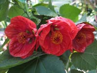 Abutilon cv. Clementino /  cv. Clementino