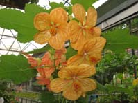 Abutilon cv. Kirsche Orange  cv. Kirsche Orange