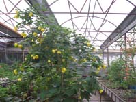 Abutilon cv. Canary Bird