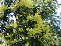   (   ) Acacia dealbata