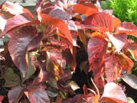 Acalypha wilkesiana  