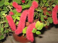 Acalypha hispaniolae  