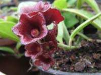 Aeschynanthus radicans /   (  )