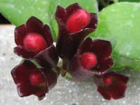 Aeschynanthus radicans /   ()