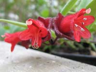 Aeschynanthus radicans /   ()