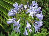 Agapanthus africanus /  