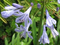 Agapanthus africanus /  