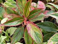 Aglaonema cv.1 