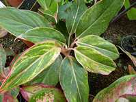 Aglaonema cv.2 