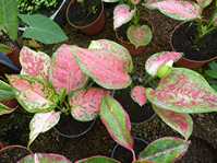 Aglaonema cv.3 