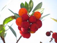 Arbutus unedo  ,  