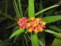 Asclepias ssp. incarnata 