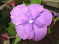 Brunfelsia pauciflora v. calycina / 