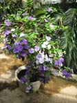 Brunfelsia pauciflora v. calycina / 