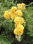 Buddleia cv. 3 /  cv. 3