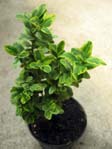 Buxus sempervirens f. aurea variegata /   -