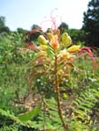 Caesalpinia Gillesii /  