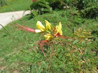 Caesalpinia Gillesii /  