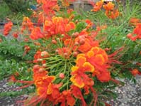 Caesalpinia pulcherrima  