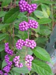 Callicarpa cv. / 