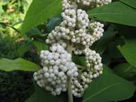 Callicarpa cv.2 /   