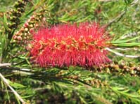 Callistemon speciosus /  