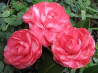Camellia japonica /   cv.1 (  )