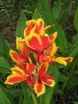 Canna indica cv.1 /  