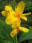 Canna indica cv.2 /  