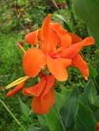 Canna indica cv.3 /  