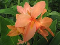 Canna indica cv.4 /  