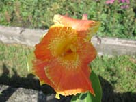 Canna indica cv.5 /  