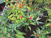 Capsicum annuum cv.1  