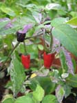 Capsicum annuum f. variegata cv.3 /   