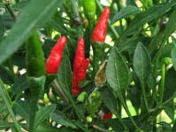 Capsicum annuum cv.4  