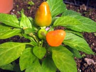 Capsicum annuum cv.5  