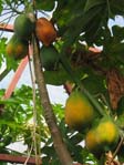 Carica papaya 