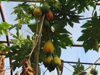 Carica papaya 