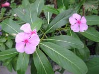 Catharanthus roseus  