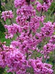 Cercis chinensis /  