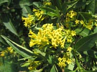 Cestrum aurantiacum /  -