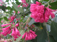 Cestrum elegans /  