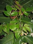 Cissus adenopoda /  