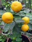 Citrofortunella microcarpa ( Citrus reticulata X Fortunella margarita ) / , 